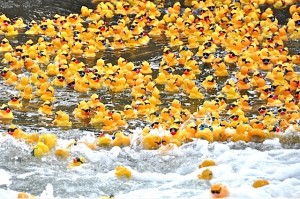 Kindermourn Ducks