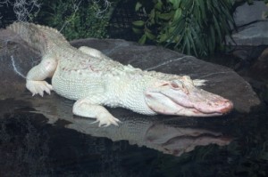 GA Aquarium Albino Alligator