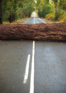 Tree blocking the road