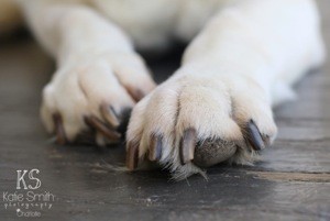 dillly paws with logo